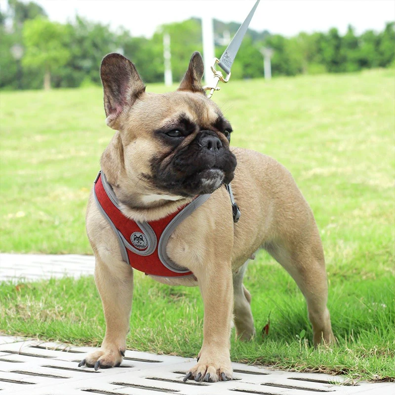 Soft Reflective Nylon Chest Harness for Dogs & Cats – Dovex™