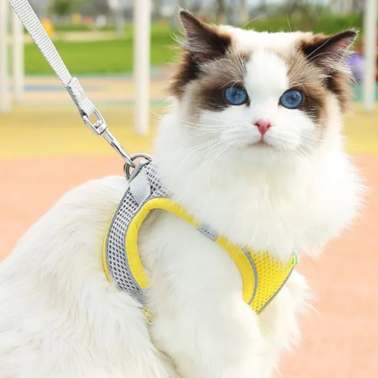 Reflective Collar & Leash Set for Dogs & Cats – Kinlo™