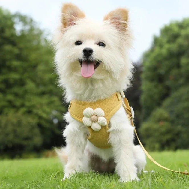 Soft Polyester Collar & Leash Set for Dogs & Cats – Corda™