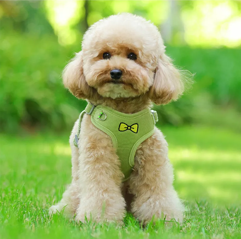Velvet Collar & Leash Set for Small to Medium Dogs – PlushLead™