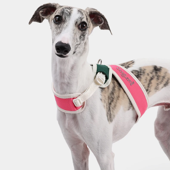 Padded No-Pull Pet Collar with Adjustable Nylon Strap – Cozwell™