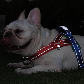 Soft Nylon Pet Chest Harness with Reflective Strip – Ondera™