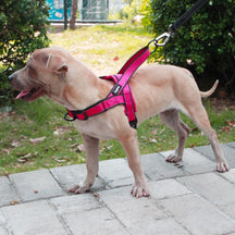 Front-Clip No-Pull Dog Harness with Reflective Trim – Nyxo™