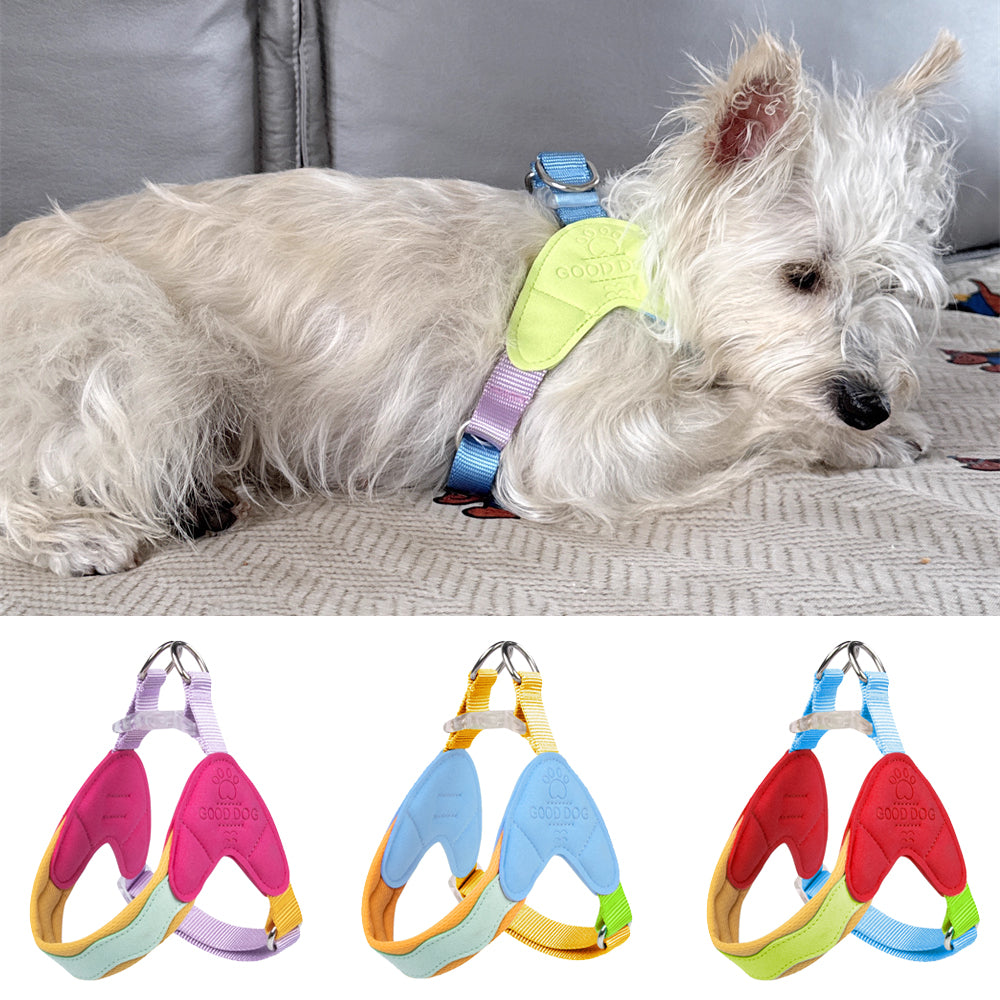 No-Pull Padded Pet Collar with Quick-Release Buckle – Huxlo™