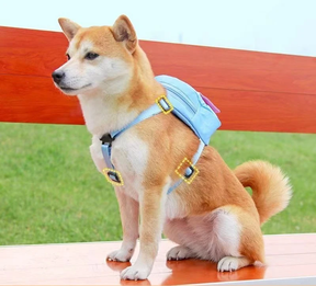 Backpack-Style Collar & Leash Set for Medium to Large Dogs – Wagport™
