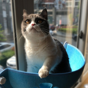 Suspended Cat Window Perch with Suction Cups – Ledgo™