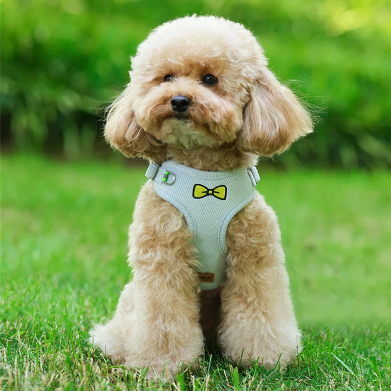 Velvet Collar & Leash Set for Small to Medium Dogs – PlushLead™