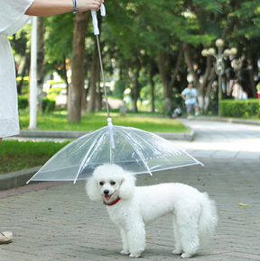 Clear Umbrella Pet Leash for Rain Protection Walks – RainWalk™