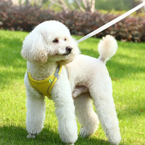 Reflective Collar & Leash Set for Dogs & Cats – Kinlo™