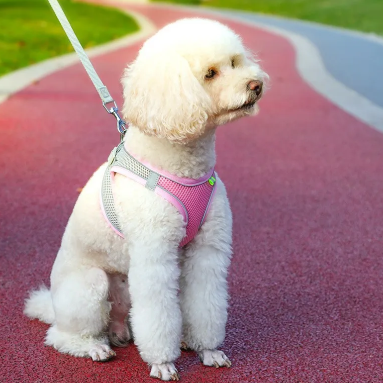 Reflective Collar & Leash Set for Dogs & Cats – Kinlo™
