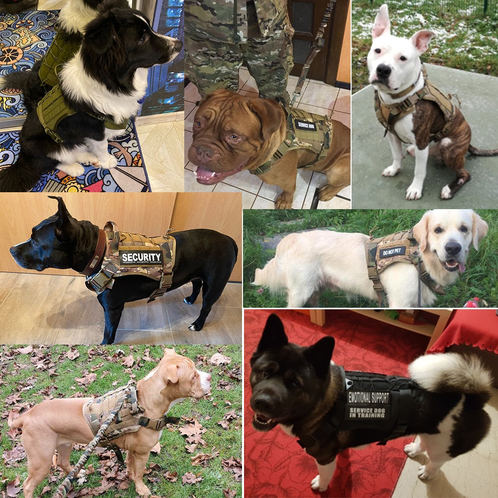 Nylon Chest Harness & Leash Training Set for Medium to Large Dogs – FieldRun™