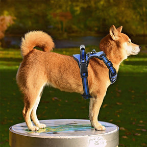Adjustable Harness Collar for Small to Large Dogs – Nimro™