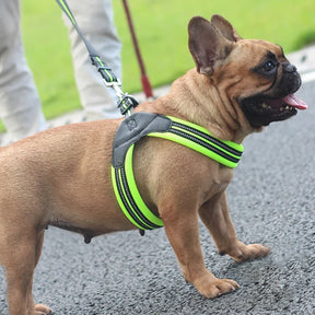 Padded Leather Chest Harness & Leash Set with Reflective Strip – Loxby™