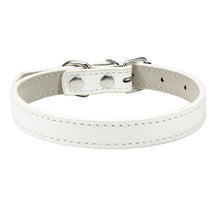 Basic Adjustable Pet Collar, Multiple Colors & Sizes – Daxwell™