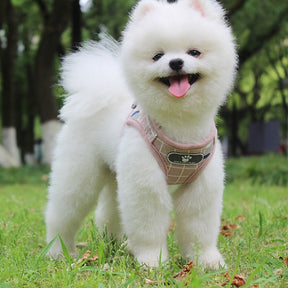 Plaid Reflective Pet Vest Harness with Leash Set – Plaidly™