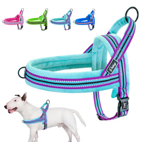 Basic Pet Collar in Light Blue, Dark Blue, Pink & Green – Duro™