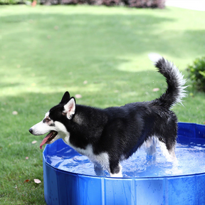 Portable Pet Pool with Reinforced Edges – Splasho™