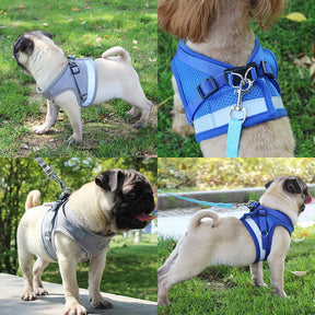 Adjustable Vest Harness & Leash Set for Dogs & Cats – Harnexo™
