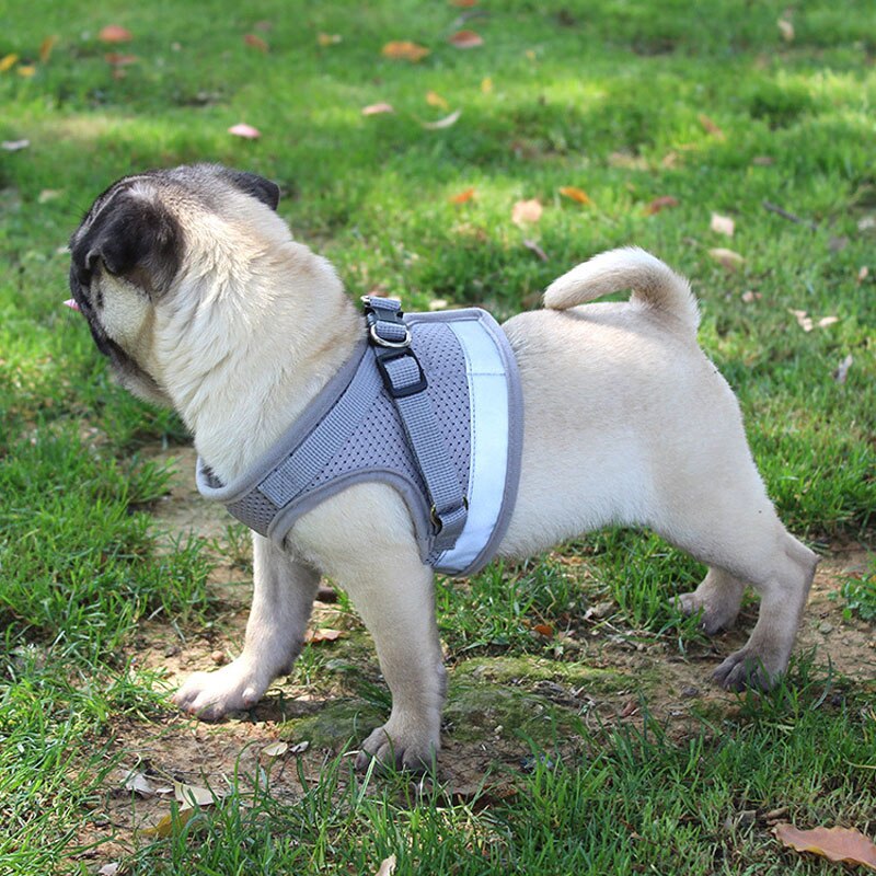 Adjustable Vest Harness & Leash Set for Dogs & Cats – Harnexo™