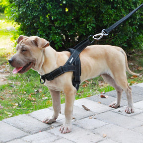 Front-Clip No-Pull Dog Harness with Reflective Trim – Nyxo™