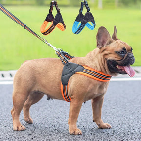 Padded Leather Chest Harness & Leash Set with Reflective Strip – Loxby™