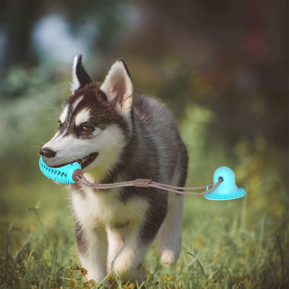 Grid Chew Toy with Suction Cup & Treat Dispenser – Nibblo™