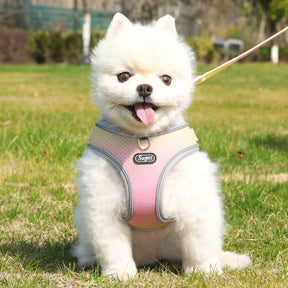 Collar & Leash Set with Reflective Strip for Dogs & Cats – Wagloop™