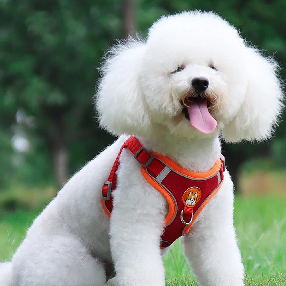 Polyester Mesh Dog Collar & Leash Set for Small to Large Dogs – Nokwell™