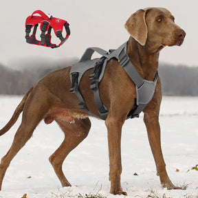 Padded Adjustable Chest Harness for Medium & Large Pets – Vorn™