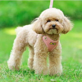 Velvet Collar & Leash Set for Small to Medium Dogs – PlushLead™