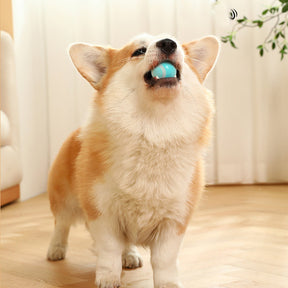 Self-Rolling Automatic Ball Pet Toy with USB Charging – Zumio™
