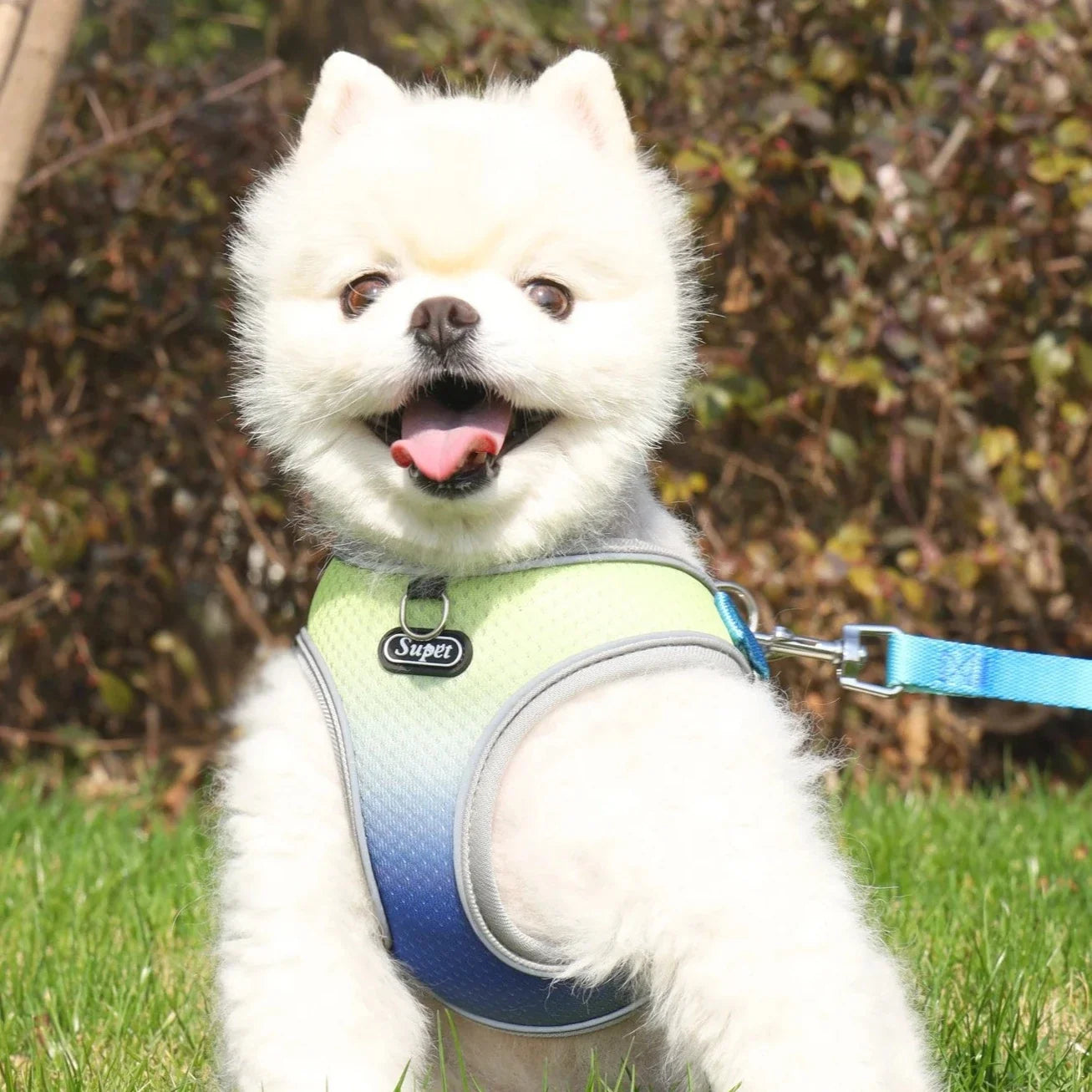 Collar & Leash Set with Reflective Strip for Dogs & Cats – Wagloop™
