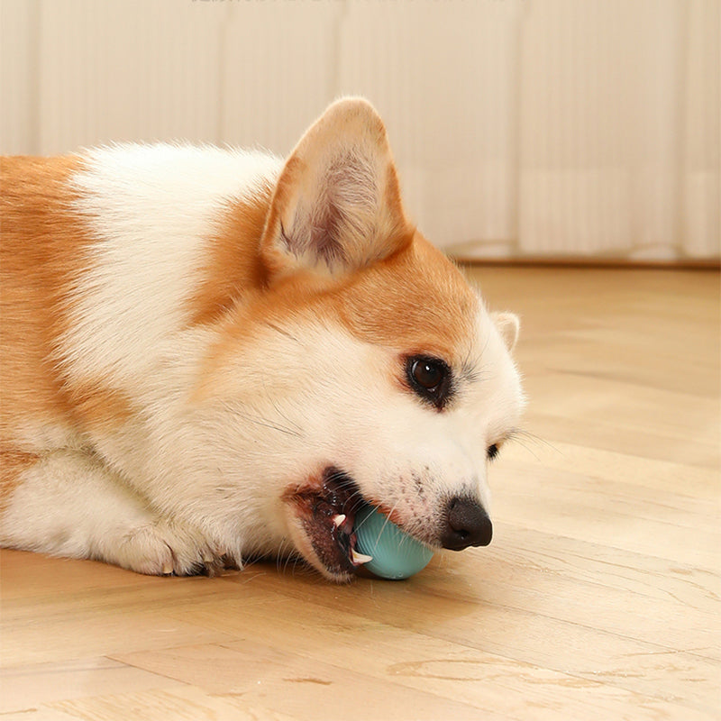 Self-Rolling Automatic Ball Pet Toy with USB Charging – Zumio™