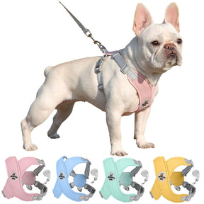 Adjustable Polyester Collar and Leash Set for Dogs and Cats – Zynn™