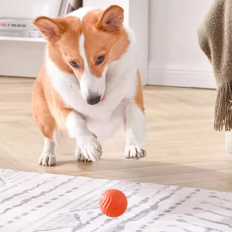 USB Rechargeable Automatic Rolling Fetch Ball Toy for Pets – Rovetta™