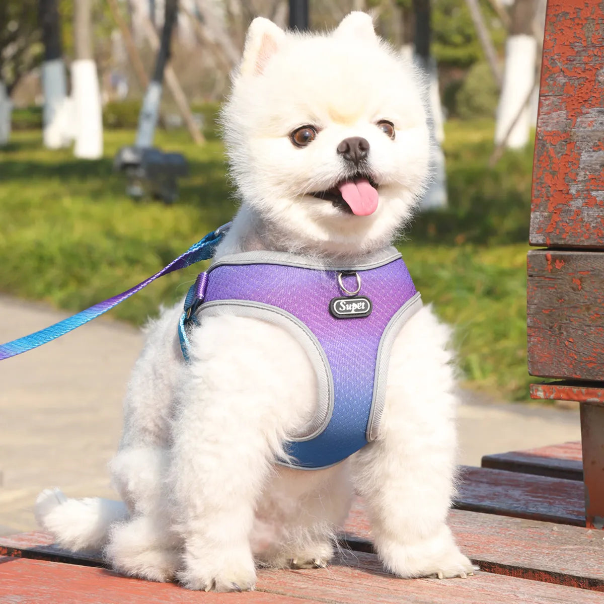 Collar & Leash Set with Reflective Strip for Dogs & Cats – Wagloop™