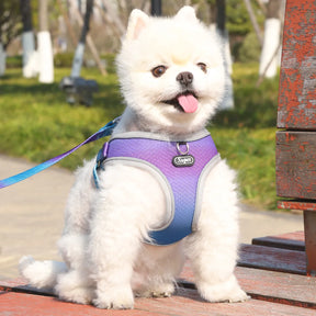Collar & Leash Set with Reflective Strip for Dogs & Cats – Wagloop™