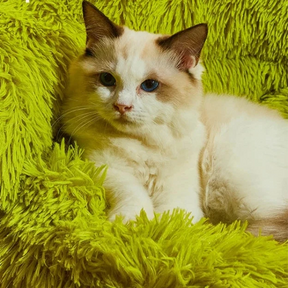 Puff Divertido Pet Gift