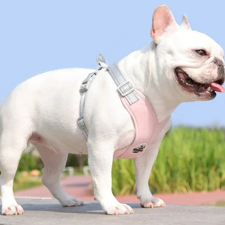 Adjustable Polyester Collar and Leash Set for Dogs and Cats – Zynn™