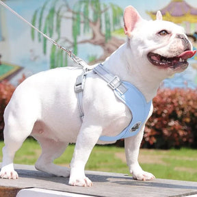 Adjustable Polyester Collar and Leash Set for Dogs and Cats – Zynn™