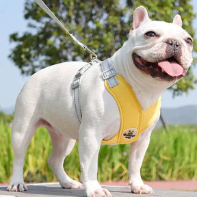 Adjustable Polyester Collar and Leash Set for Dogs and Cats – Zynn™