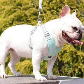 Adjustable Polyester Collar and Leash Set for Dogs and Cats – Zynn™