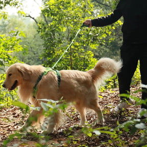 Retractable Dog Harness & Leash Set with Adjustable Straps – Retrako™