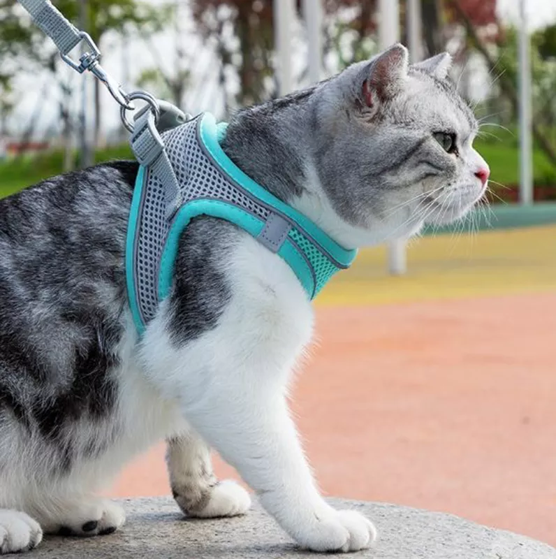 Reflective Collar & Leash Set for Dogs & Cats – Kinlo™