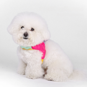 No-Pull Padded Pet Collar with Quick-Release Buckle – Huxlo™