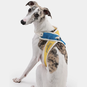 Padded No-Pull Pet Collar with Adjustable Nylon Strap – Cozwell™