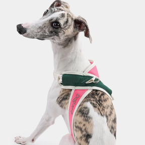 Padded No-Pull Pet Collar with Adjustable Nylon Strap – Cozwell™