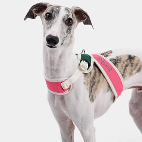 Padded No-Pull Pet Collar with Adjustable Nylon Strap – Cozwell™