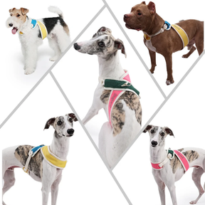 Padded No-Pull Pet Collar with Adjustable Nylon Strap – Cozwell™